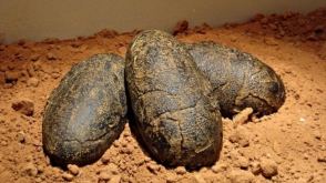 Рабочий нашел на юге Китая 5 окаменелых яиц динозавра