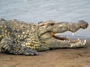 В Зимбабве крокодилы съели священника