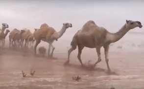 Караван верблюдов пересекает затопленную пустыню в Саудовской Аравии