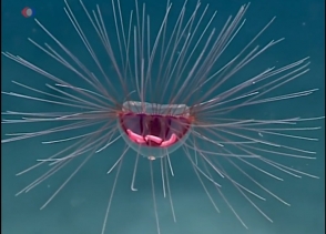 Ученые обнаружили «психоделическую» медузу