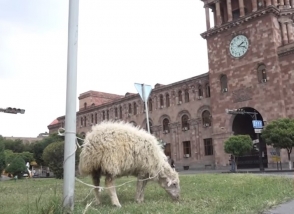 Овца – в правительстве (видео)