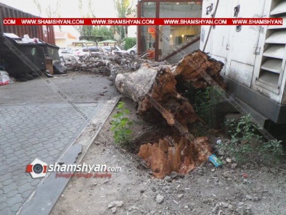 Երևանում հաստաբուն ծառն արմատից պոկվել ու տապալվել է՝ կոտրելով «Տաշիր պիցցա»-ի ապակին և մասամբ վնասելով կայանված Nissan-ը