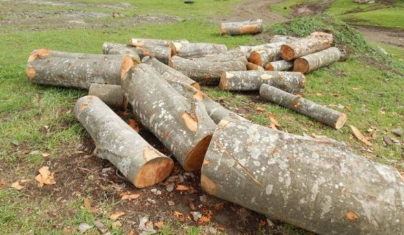 16 гражданам предъявлены обвинения по делу о незаконной вырубке деревьев в Армении