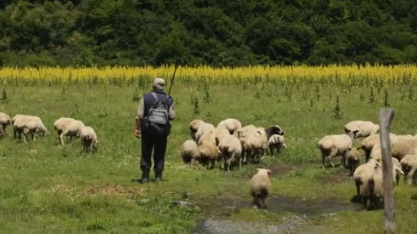 Սյունիքում երկու հովվի սպանության դեպքի առթիվ հարուցվել է քրեական գործ