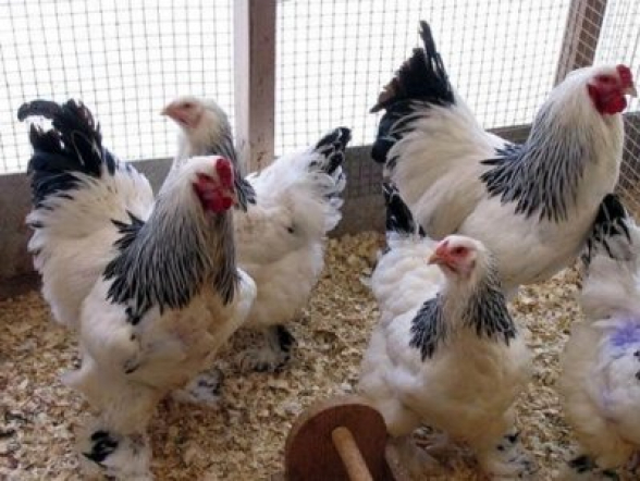 Ոստիկանությունը բացահայտել է 13 հավի գողության դեպքը (տեսանյութ)