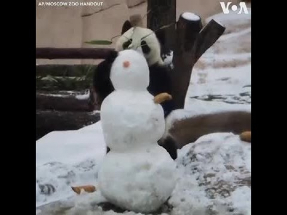Панда Диндин впервые повстречала снеговика