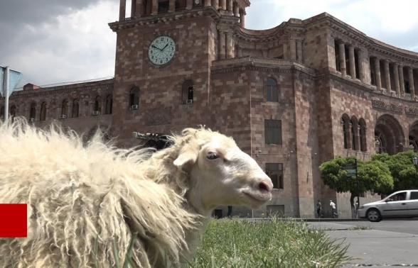 Վաղը կարող է ոչխար էլ մորթեն հրապարակում և արյունը շաղ տան կառավարության շենքին