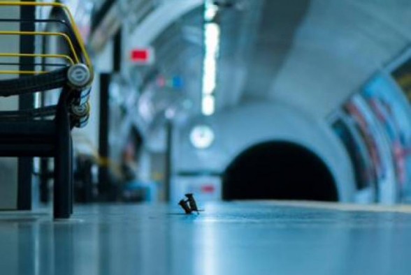 Бой мышей в лондонском метро получил главный приз публики