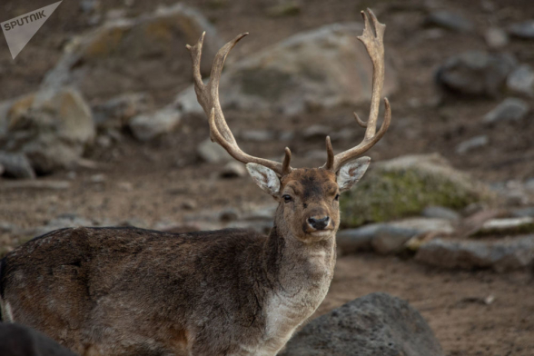 Новое ЧП в Ереванском зоопарке: умер олень, съевший полиэтилен