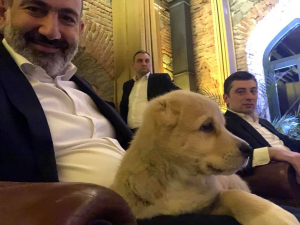 Никол Пашинян получил в подарок от премьер-министра Грузии щенка