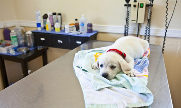 В Гонконге у собаки заболевшего хозяина выявлен коронавирус