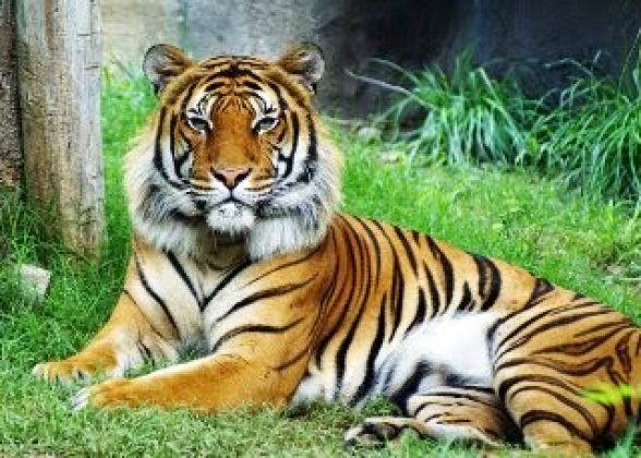 В США зафиксировали первый случай коронавируса у тигра