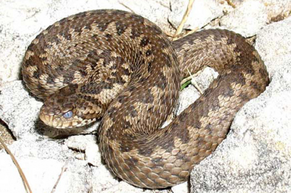 Վայոց ձորի մարզի Ելփին գյուղի հանդամասերից մեկում անհայտ տեսակի օձը խայթել է 47-ամյա կնոջ․ նա հոսպիտալացվել է