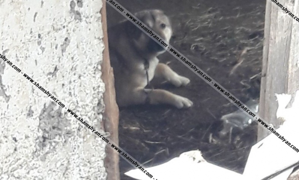 Լոռու մարզի 37-ամյա բնակիչը ծեծել է զոքանչին և շանը բաց է թողել նրա վրա