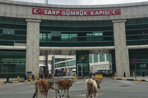 Վրաց-թուրքական սահմանի Սարպի անցակետում այլևս հերթեր չկան․ ազատ թափառում են կովերը (լուսանկար)