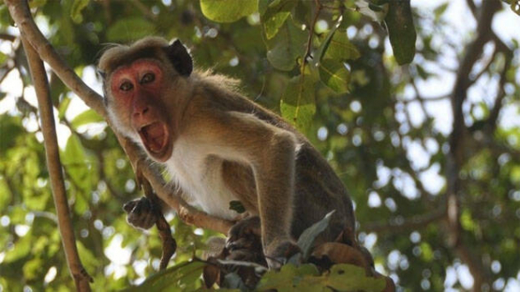 В Индии обезьяны выкрали пробы крови для тестов на коронавирус (видео)