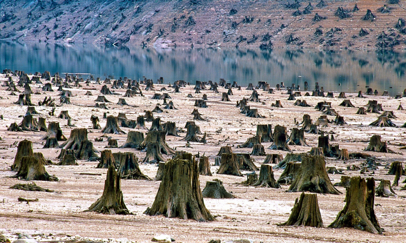 За 30 лет мир потерял 178 миллионов гектаров леса – ООН
