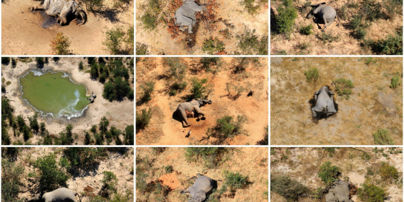 Разгадана тайна массовой гибели слонов в Ботсване, перед смертью ходивших кругами у водоемов