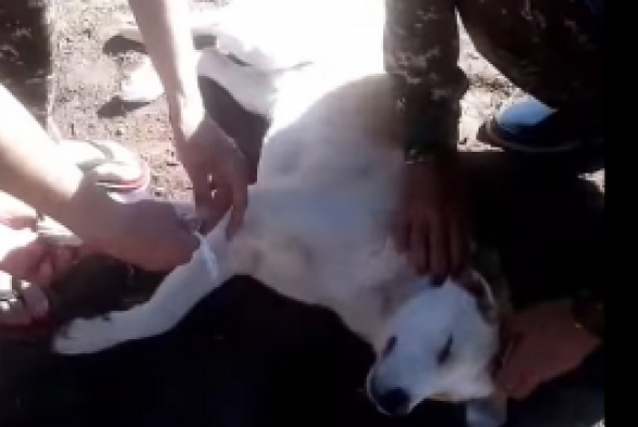 Армянские солдаты оказывают помощь раненой собаке