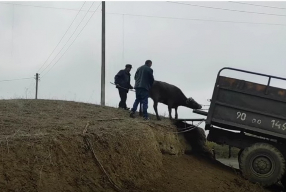 Житель Новой Мараги дедушка Вагиф увозит с собой также домашнюю скотину