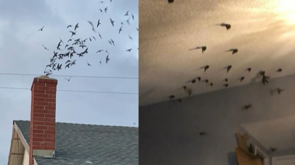 Более 800 перелетных птиц влетели в дом калифорнийской семьи через дымоход