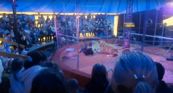 Львы напали на дрессировщика во время представления в новосибирском цирке