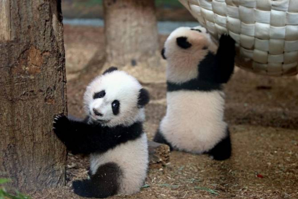 В старейшем зоопарке Японии родились панды-близнецы