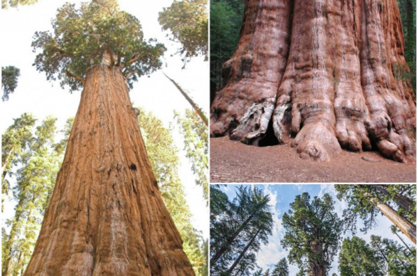 Пожарные в США спасают самое большое дерево в мире