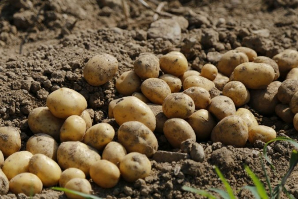  Такими темпами в ближайшие годы объемы выращиваемого в Армении картофеля сократятся – «Жоховурд»