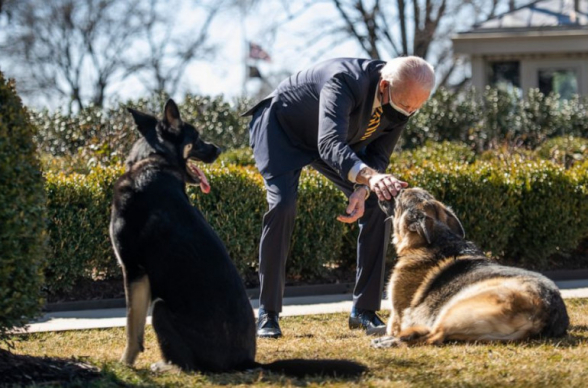 «Բարի գալուստ, Սպիտակ տուն». Բայդենը ներկայացրել է իր նոր շանը (տեսանյութ)