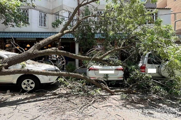 Երևանում ծառի ճյուղն ընկել է կայանված 4 ավտոմեքենաների վրա