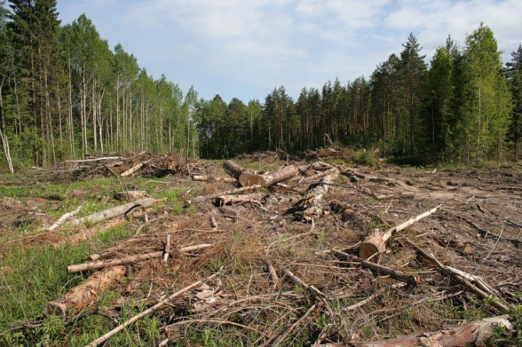 В ООН заявили о провале климатических целей из-за вырубки лесов, осуществляемой «PepsiCo», «Nestle» и «Сolgate-Palmolive»