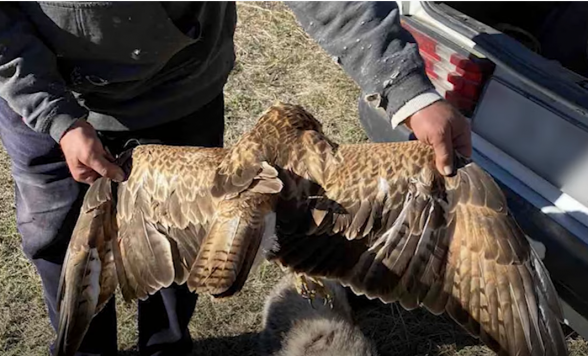 Ջրաշենի բնակիչը արգելված թռչնատեսակ՝ դաշտային մկնաճուռակ է որսացել (տեսանյութ)