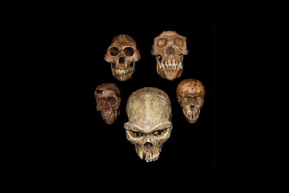 Найдено самое древнее захоронение, созданное не Homo sapiens