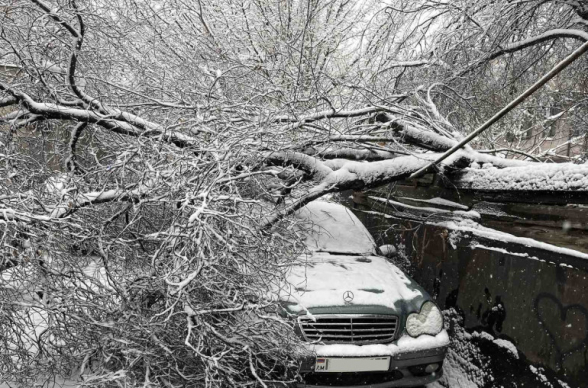 Երևանում ծառը կոտրվել և ընկել է ավտոմեքենայի վրա