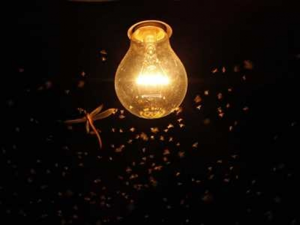 Գիտնականները պարզել են, թե ինչու է թռչող միջատներին գիշերը գրավում լույսը