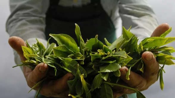 Шри-Ланка использовала чай для покупки нефти у Ирана