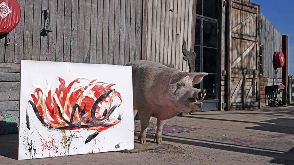 Умерла заработавшая более $1 млн свинья-художник Пигкассо