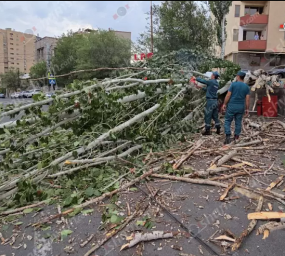 Երևանում հսկայական բարդին արմատից պոկվել ու ընկել է. վնասվել է ավտոմեքենա