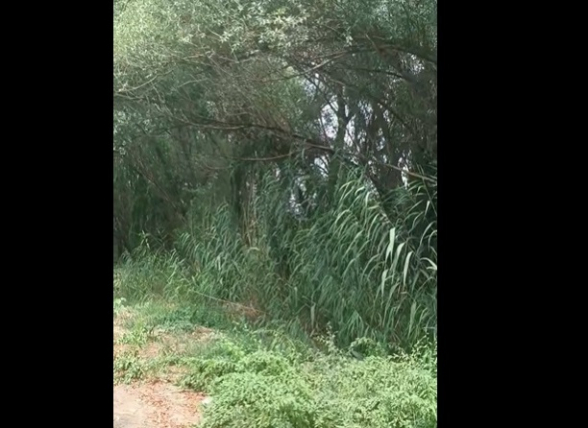 Շիրակի փողոցում կտրել են ջուրը և ծառերն արդեն չորացման շեմին են (տեսանյութ)