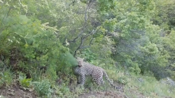 Заповедник «Хосровский лес» опубликовал новое видео кавказского леопарда