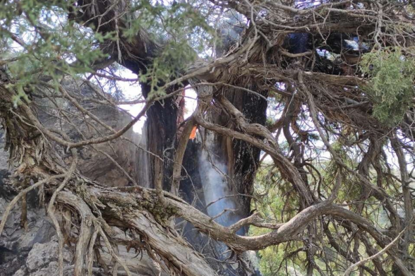 «Խոսրովի անտառ»-ում կայծակից առաջացած հրդեհի հետևանքով ծառ է այրվել