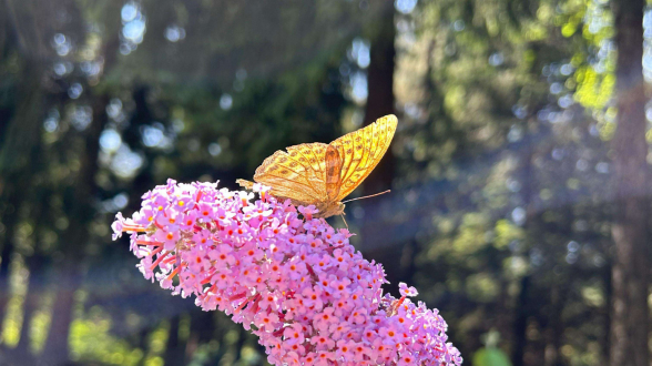 Սպասվում է առանց տեղումների եղանակ. օդի ջերմաստիճանը կբարձրանա