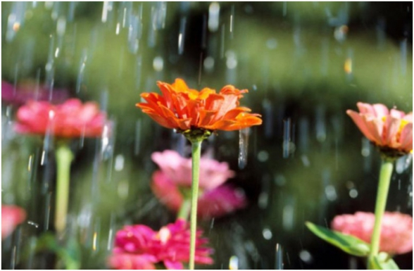 Կեսօրից հետո որոշ մարզերում կանձրևի. եղանակի տեսություն