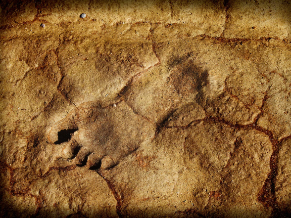В Германии нашли человеческие следы возрастом 300 тысяч лет