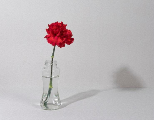 Կոտրվել է ՔՊ-ի մեխակը