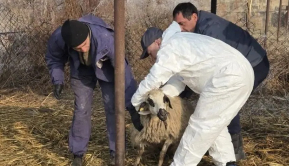 Վարակված կամ հիվանդ կենդանիների աղացած մսի մեջ վիրուսը կենսունակ է 28 օր. ՍԱՏՄ