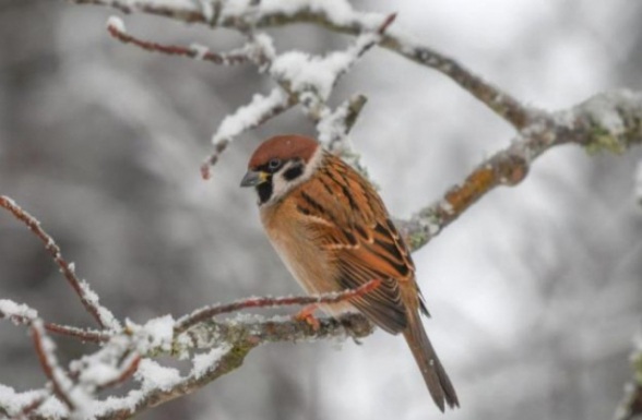 Սպասվում է առանց տեղումների եղանակ