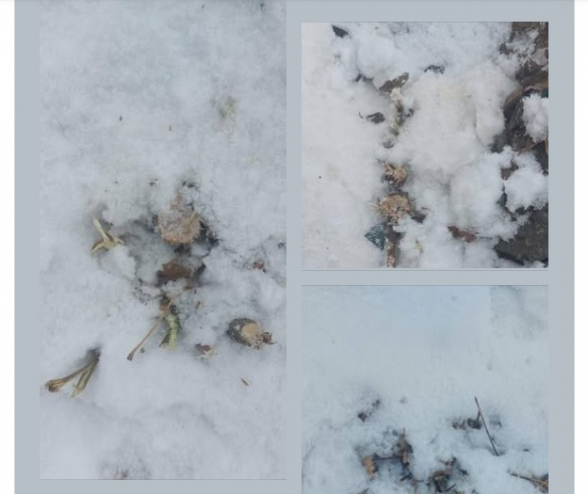 Բացահայտ բնապահպանական վանդալիզմ՝ Նոր Նորքում