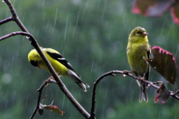 Ջերմաստիճանը կնվազի 5-7 աստիճանով, այնուհետև կբարձրանա